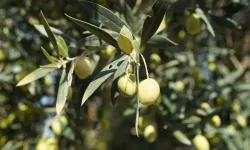 Doğanın "sıvı altını". Geleceğimizi nasıl kurtarıyor?