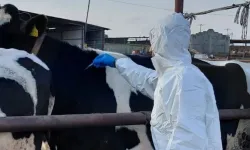 Güney Kıbrıs'ta şapla ilgili gelişmeler: 170 bini aşkın hayvan aşılandı, yüzlercesi itlaf edildi