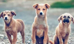Güney Kıbrıs’ta sokak hayvanlarının uyutulmasına sınırlama geliyor: Yalnızca ciddi tehlike durumlarında