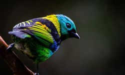 48 binden fazla canlı türü nesli tükenme tehlikesiyle karşı karşıya