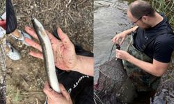 Güney Kıbrıs’ta ilk kez Avrupa yılan balığı “anquilla anquilla” saptandı