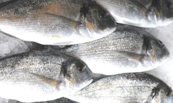 Güney Kıbrıs'ta balıklar kötü hava koşulları sebebiyle balık çiftliğinden denize kaçtı