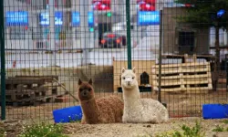 Sınır kapısında alpaka bulundu: Bir gözaltı