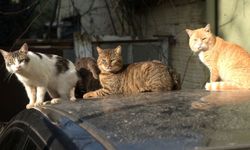 Altın Patiler Derneği: Karaoğlanoğlu’nda birçok kedi zehirlendi!