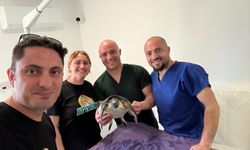 Yaralı deniz kaplumbağası Meritta ile hayata tutundu