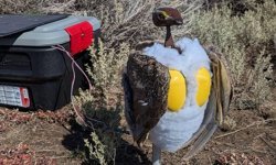 Ekosistemleri canlandırmak için robot kuşlara başvuruldu