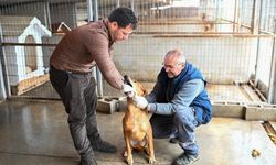 Gönyeli–Alayköy Belediyesi hayvan barınağında 104 canlıya ev sahipliği yapılıyor…