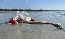 Larnaka Tuz Gölü ve Paralimni gölündeki kurşun elementi seviyesi yüksek