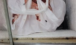 Gazimağusa Belediyesi: “800 kilo et ürünü imha edildi”