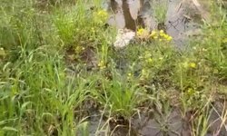 Lefke Çevre ve Ekoloji Derneği: "Çevrenin korunması, yalnızca kurumların değil tüm bireylerin ortak sorumluluğu"