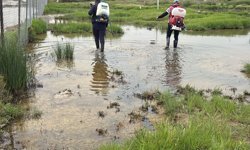 GMB kent genelinde sivrisinekle mücadeleye devam ediyor