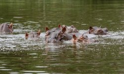 Hint milyarder Ambani'nin oğlu, Escobar'a ait su aygırlarını itlaf edilmekten kurtarmayı teklif etti