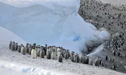 İki Antarktika türünün nesli artık tehlikede: 'Kril popülasyonu artabilir'