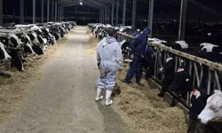 Dün eylem yapan Rum hayvancılar Rizoelia çemberini kapattı....Şap hastalığıyla ilgili gelişmeler...