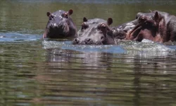 Kolombiya Pablo Escobar 'yadigarı' su aygırlarını öldürecek