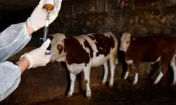 Şap hastalığı yayılıyor...Yedi çiftlikte daha hastalık tespit edildi