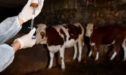 Şap hastalığı yayılmaya devam ediyor