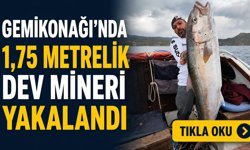 Gemikonağı’nda 1,75 Metrelik Dev Mineri Yakalandı
