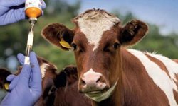 Şap hastalığı için yapılan aşılamalar işe yaramaya başladı