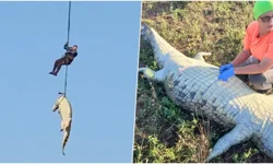 Helikopterle çıkarılan timsah: İşadamını yediği doğrulandı