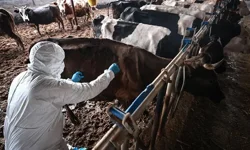 Şap için Yunanistan’la ortak çalışma grubu