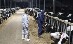 Şap hastalığının yayılması endişelere yol açtı
