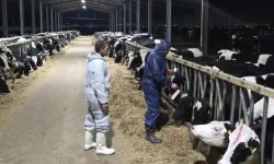 Şap, Limasol’a da sıçradı