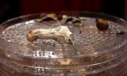 Sihirli mantardaki madde, ilerlemiş demansın semptomlarını tersine çevirdi