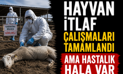 Hayvan itlaf çalışmaları tamamlandı ama hastalık hala var
