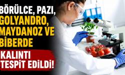 Börülce, pazı, golyandro, maydanoz ve biberde kalıntı tespit edildi