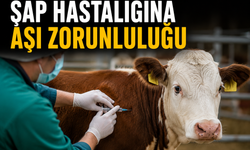 Şap hastalığına aşı zorunluluğu