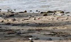 Avrupa'nın ikinci uzun nehri Tuna'da kuraklığın etkisi giderek büyüyor