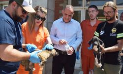 Lefkoşa Barınağı’ndaki hayvanlara sağlık kontrolü