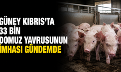 Güney Kıbrıs'ta 33 bin domuz yavrusunun imhası gündemde