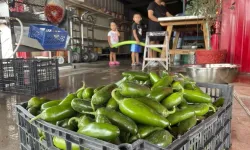 ABD'de salmonella salgını 27 eyalete yayıldı.. Salgının sebebi jalapeno biberleri olarak gösteriliyor