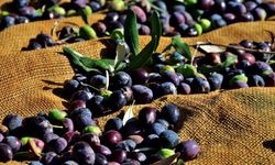 Gazimağusa ilçesi zeytin hasadı başlama tarihleri belirlendi
