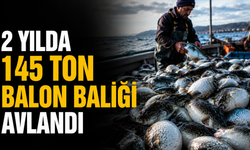 2 yılda 145 ton balon balığı avlandı