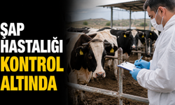 Şap hastalığı kontrol altında