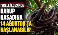 İskele İlçesinde harup hasadına 14 Ağustos'ta başlanabilir