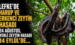 Lefke’de harup ve erkenci zeytin hasadı 24 Ağustos, yerli zeytin hasadı 14 Eylül’de...