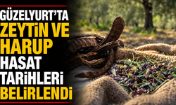 Güzelyurt'ta zeytin ve harup hasat tarihleri belirlendi