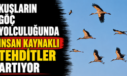Kuşların göç yolculuğunda insan kaynaklı tehditler artıyor