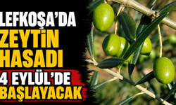 Lefkoşa’da zeytin hasadı 4 Eylül’de başlayacak