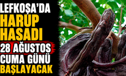 Lefkoşa’da harup hasadı 28 Ağustos Cuma günü başlayacak