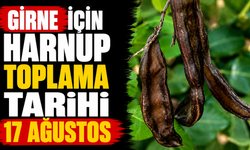 Girne için harnup toplama tarihi 17 Ağustos