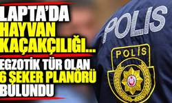 Lapta’da hayvan kaçakçılığı… Egzotik tür olan 6 Şeker Planörü bulundu