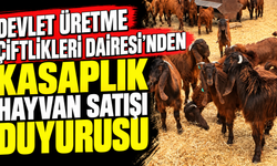 Devlet Üretme Çiftlikleri Dairesi’nden kasaplık hayvan satışı duyurusu