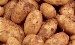 Sonbahar patates beyanları için son tarih 15 Ekim