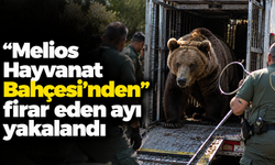 “Melios Hayvanat Bahçesi’nden” firar eden ayı yakalandı