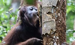 Endonezya'da nesli tehlike altındaki 46 Borneo orangutanı orman yangınlarından kurtarıldı